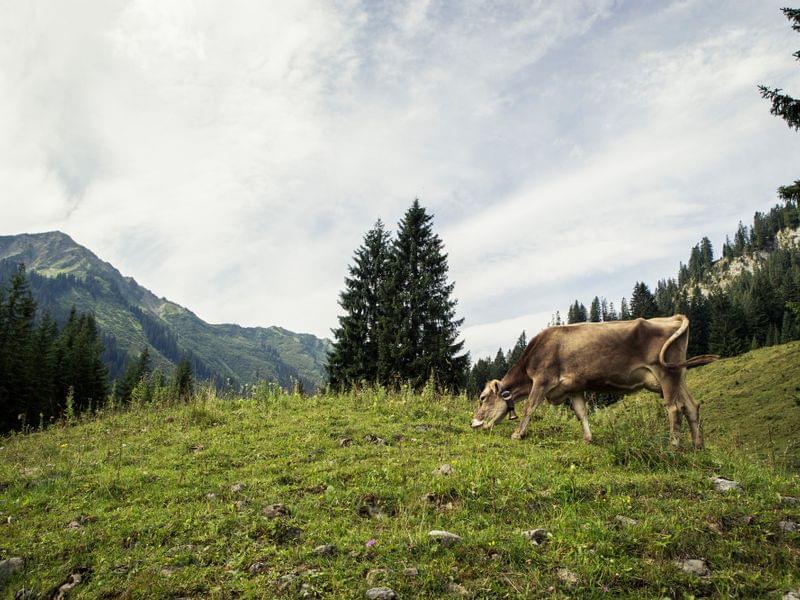 Region Hirschegg, Vorarlberg im Sommer